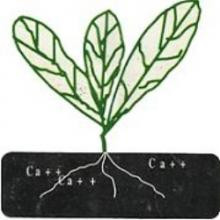 CAFCOOP-LTD Company Logo